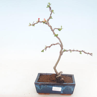 Outdoor bonsai - spec Chaenomeles. Rubra - Pigwa VB2020-187 - 1