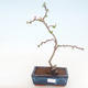 Outdoor bonsai - spec Chaenomeles. Rubra - Pigwa VB2020-187 - 1/3