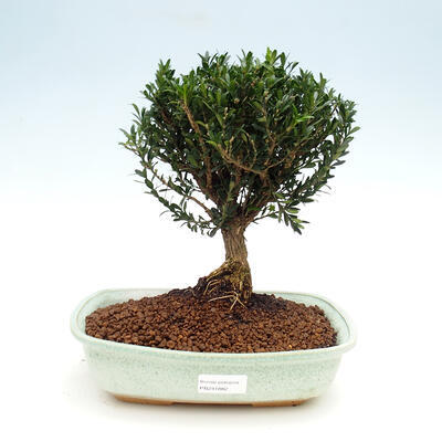 Pokój bonsai - Buxus harlandii - 1