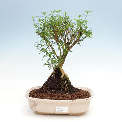 bonsai Room - serissa foetida - Drzewo z tysiąca gwiazdek - 1