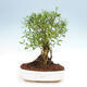bonsai Room - serissa foetida - Drzewo z tysiąca gwiazdek - 1/2