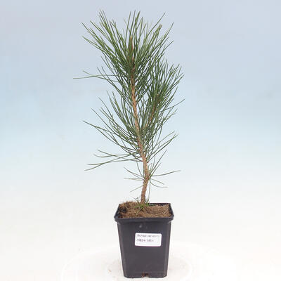 Bonsai ogrodowe - Pinus thunbergii - Sosna Thunbergia