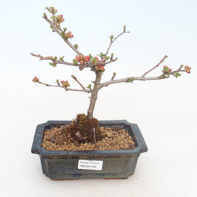 Outdoor bonsai - spec Chaenomeles. Rubra - Pigwa VB2020-189 - 1