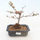 Outdoor bonsai - spec Chaenomeles. Rubra - Pigwa VB2020-189 - 1/3
