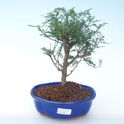 Kryty bonsai - Zantoxylum piperitum - Drzewo pieprzowe PB2191902 - 1