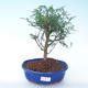 Kryty bonsai - Zantoxylum piperitum - Drzewo pieprzowe PB2191902 - 1/4