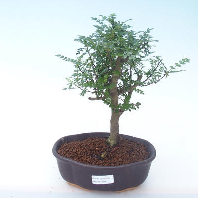 Kryty bonsai - Zantoxylum piperitum - Drzewo pieprzowe PB2191904 - 1