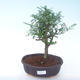 Kryty bonsai - Zantoxylum piperitum - Drzewo pieprzowe PB2191904 - 1/4