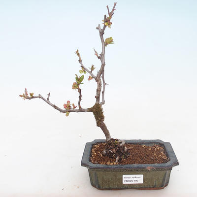 Outdoor bonsai - spec Chaenomeles. Rubra - Pigwa VB2020-190 - 1
