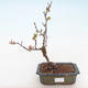 Outdoor bonsai - spec Chaenomeles. Rubra - Pigwa VB2020-190 - 1/3