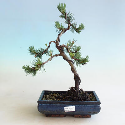 Bonsai ogrodowe - Pinus mugo Humpy - Klęcząca Sosna