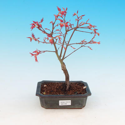 Outdoor bonsai - Klon dlanitolistý