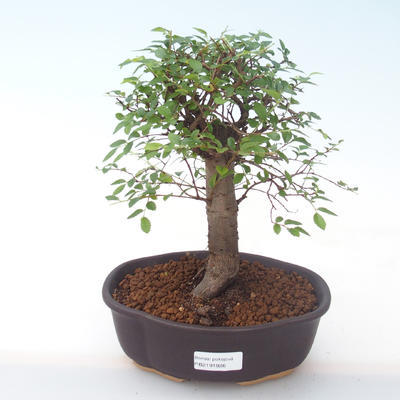 Kryty bonsai - Ulmus parvifolia - Wiąz mały liść PB2191926 - 1