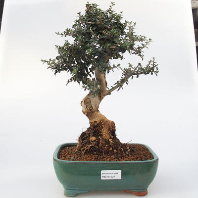 bonsai Room - Olea europaea sylvestris -Oliva Europejski drobnolistá - 1