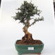 bonsai Room - Olea europaea sylvestris -Oliva Europejski drobnolistá - 1/6