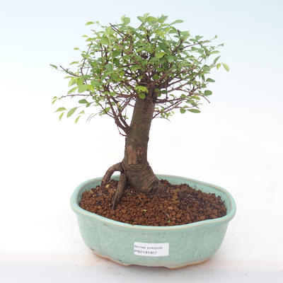 Kryty bonsai - Ulmus parvifolia - Wiąz mały liść PB2191927 - 1