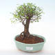 Kryty bonsai - Ulmus parvifolia - Wiąz mały liść PB2191927 - 1/3