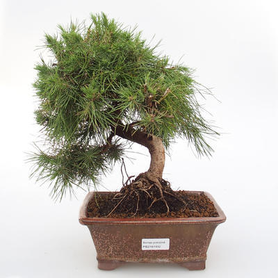 Pokój bonsai-sosna alepska-sosna alepska