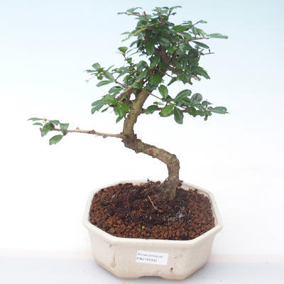 Kryty bonsai - Carmona macrophylla - Tea fuki PB2191932 - 1