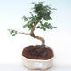 Kryty bonsai - Carmona macrophylla - Tea fuki PB2191932 - 1/5