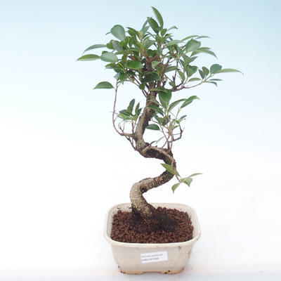 Kryty bonsai - kimono Ficus - figowiec mały liść PB2191936
