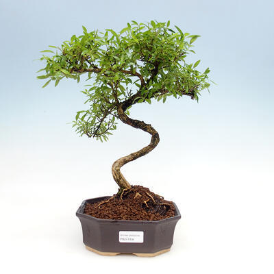 Kryty bonsai - Serissa foetida  - Drzewo Tysiąca Gwiazd