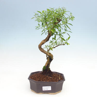 Kryty bonsai - Serissa foetida  - Drzewo Tysiąca Gwiazd