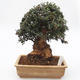 bonsai Room - Olea europaea sylvestris -Oliva Europejski drobnolistá - 1/7