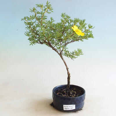 Outdoor bonsai-Pięciolistnik - Potentilla fruticosa Goldfinger - 1