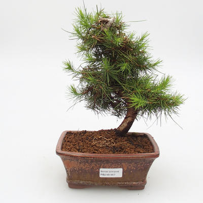 Pokój bonsai-Pinus halepensis-Aleppo Sosna