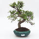 Pokój bonsai - Ulmus parvifolia - Lesser Elm - 1/3