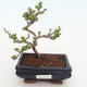 Outdoor bonsai - Chaenomeles superba orange - Pigwa pomarańczowa - 1/2