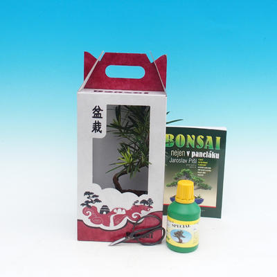 bonsai pokoju w pudełku, Podocarpus - Stone tysięcy - 1