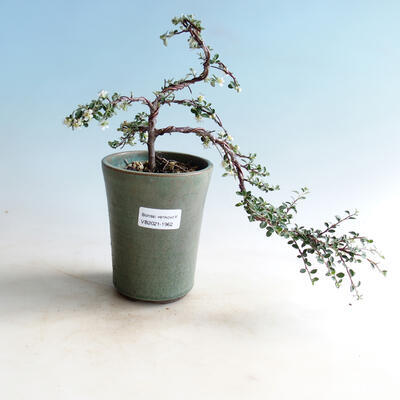 Outdoor bonsai-irga astrofor-rockrose