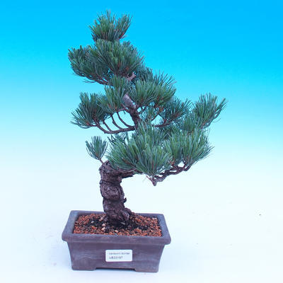 Outdoor bonsai -Borovice drobnokvětá - Pinus parviflora glauca - 1