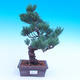 Outdoor bonsai -Borovice drobnokvětá - Pinus parviflora glauca - 1/3