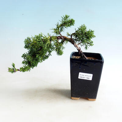 Bonsai outdoor - Juniperus chinensis - Jałowiec chiński Chinese