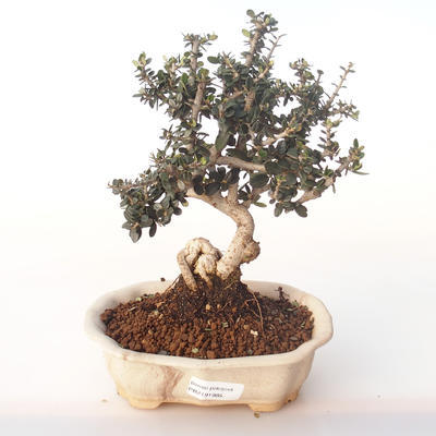 Kryty bonsai - Olea europaea sylvestris -Oliva Europejski mały liść PB2191985 - 1