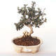 Kryty bonsai - Olea europaea sylvestris -Oliva Europejski mały liść PB2191985 - 1/5