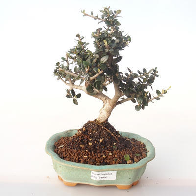 Kryty bonsai - Olea europaea sylvestris -Oliva Europejski mały liść PB2191992 - 1