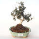 Kryty bonsai - Olea europaea sylvestris -Oliva Europejski mały liść PB2191992 - 1/5