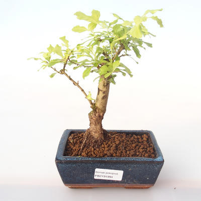 Kryty bonsai - Duranta erecta Aurea PB2191994 - 1