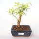 Kryty bonsai - Duranta erecta Aurea PB2191994 - 1/3