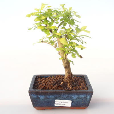 Kryty bonsai - Duranta erecta Aurea PB2191995 - 1