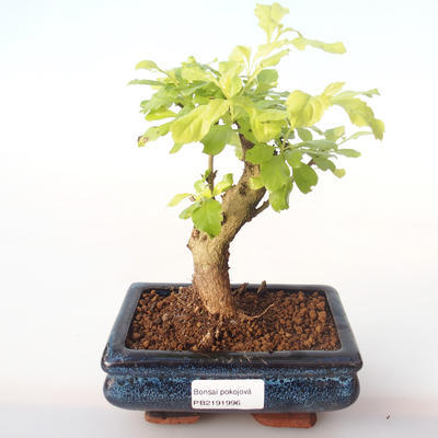 Kryty bonsai - Duranta erecta Aurea PB2191996 - 1