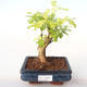 Kryty bonsai - Duranta erecta Aurea PB2191996 - 1/3