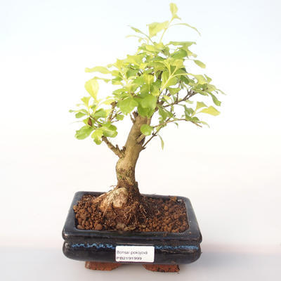 Kryty bonsai - Duranta erecta Aurea PB2191999 - 1