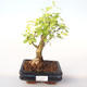 Kryty bonsai - Duranta erecta Aurea PB2191999 - 1/3
