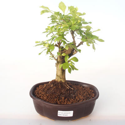 Kryty bonsai - Duranta erecta Aurea PB2192001 - 1