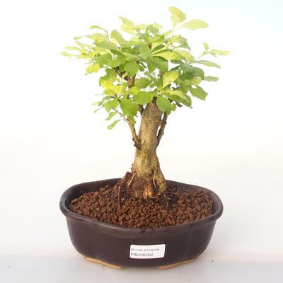 Kryty bonsai - Duranta erecta Aurea PB2192002 - 1